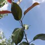 Malus 'Mokum'